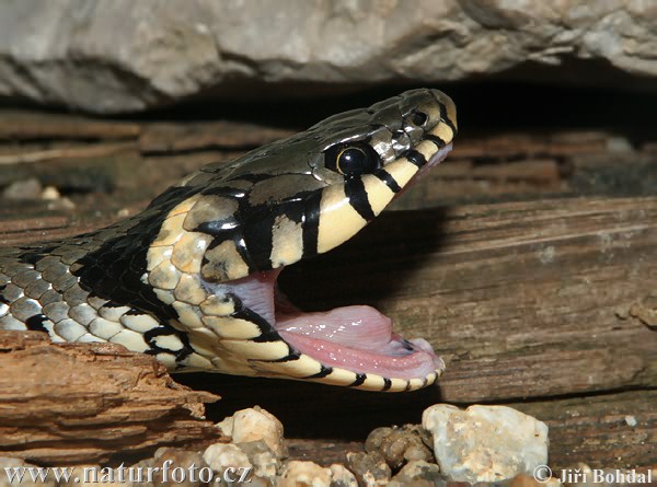 Culebra de collar