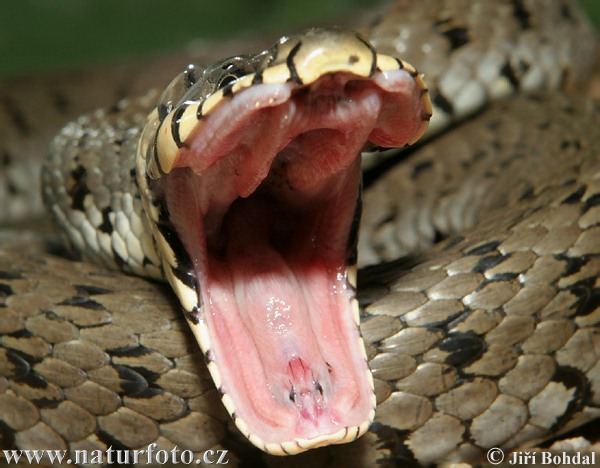 Culebra de collar