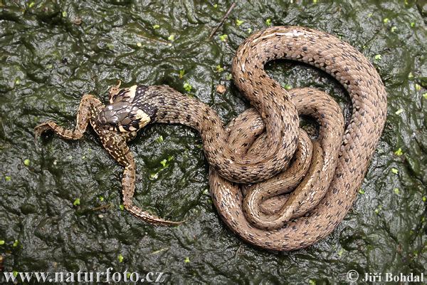 Culebra de collar