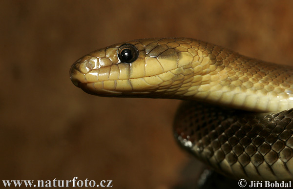 Culebra de Esculapio