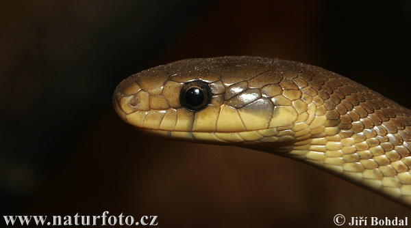 Culebra de Esculapio