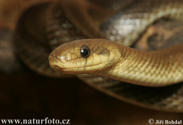 Culebra de Esculapio