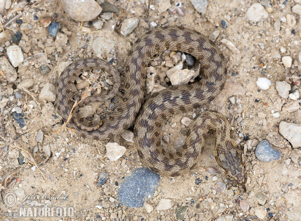 Culebra viperina