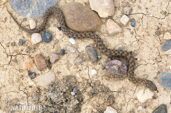 Culebra viperina