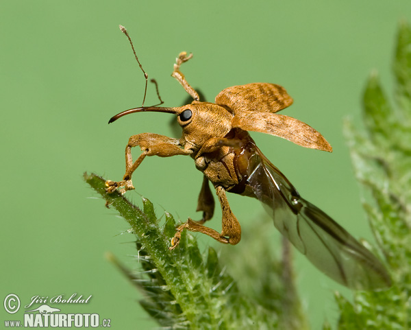 Curculio nucum