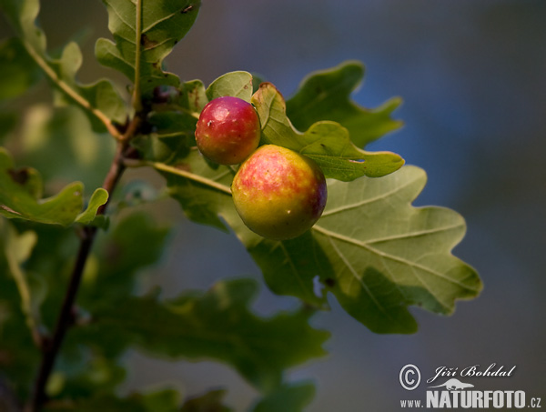 Cynips quercus-folii