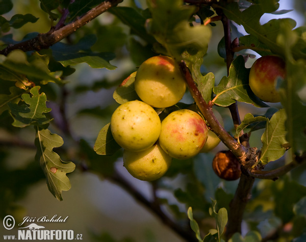 Cynips quercus-folii