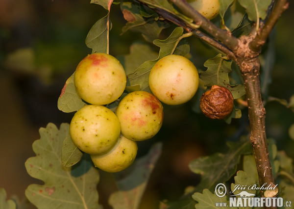 Cynips quercus-folii