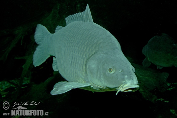 Cyprinus carpio