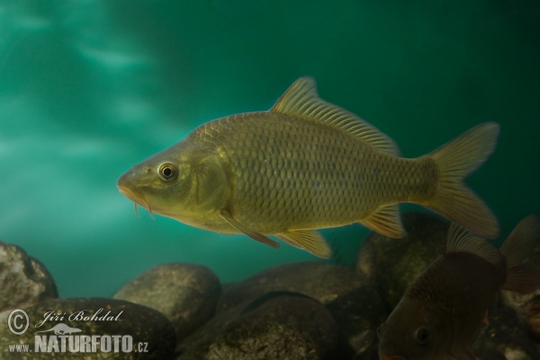 Cyprinus carpio