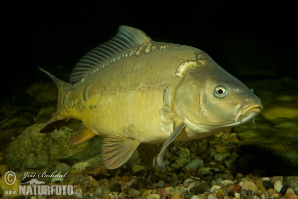 Cyprinus carpio