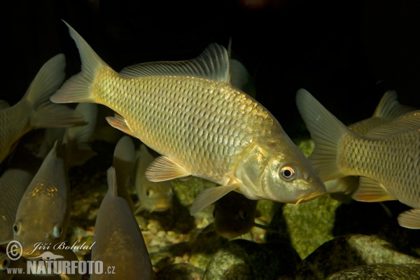 Cyprinus carpio