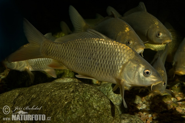 Cyprinus carpio