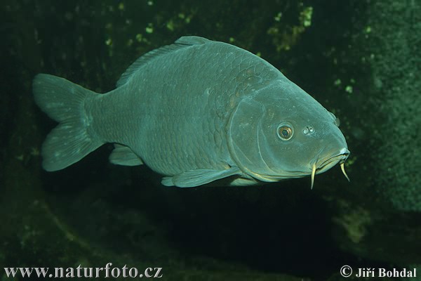 Cyprinus carpio