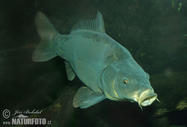 Cyprinus carpio