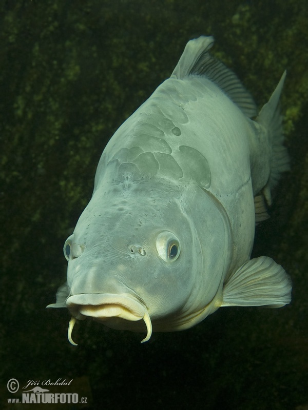 Cyprinus carpio