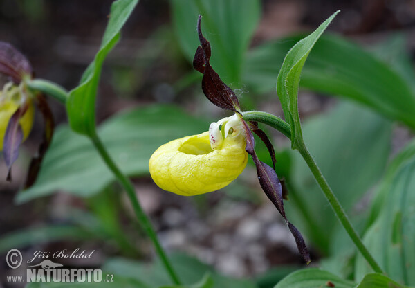 Cypripedium calceolus