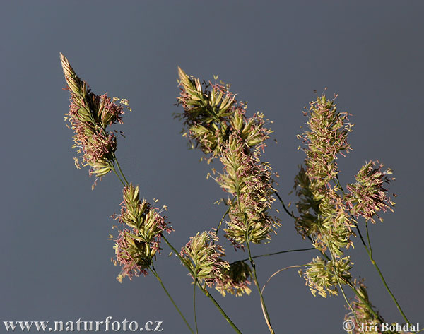 Dactylis glomerata