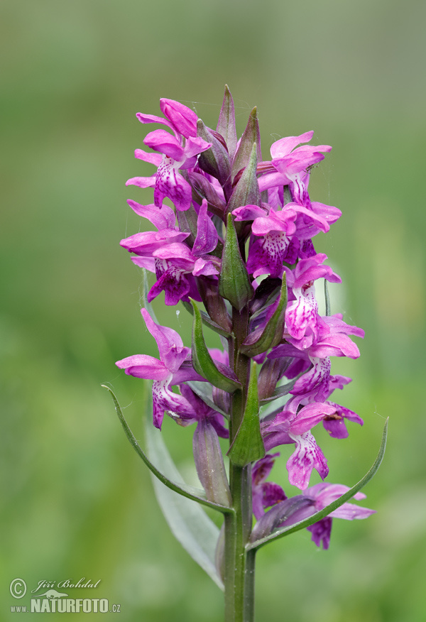 Dactylorhiza de mayo