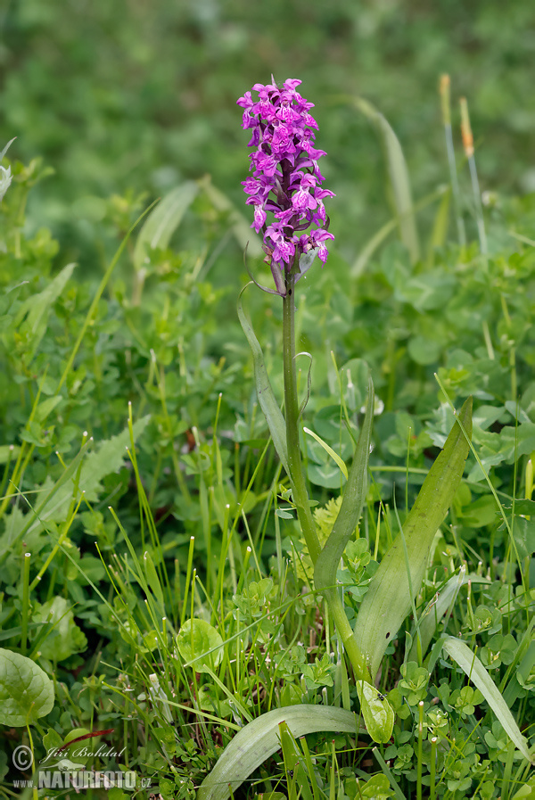 Dactylorhiza de mayo