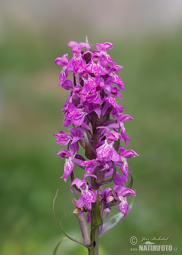 Dactylorhiza de mayo