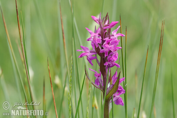 Dactylorhiza de mayo