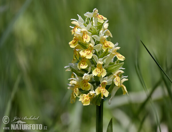 Dactylorhiza sambucina