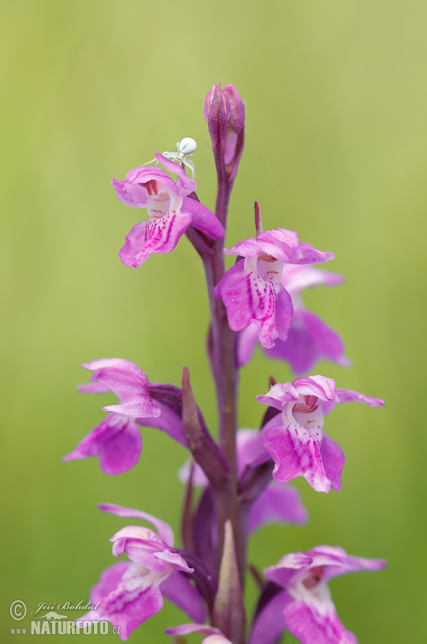 Dactylorhiza traunsteineri