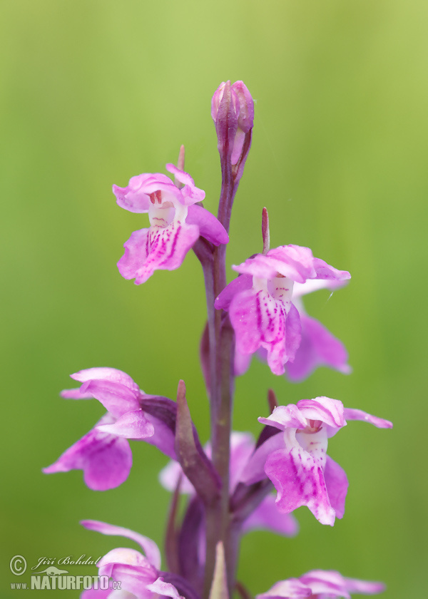 Dactylorhiza traunsteineri