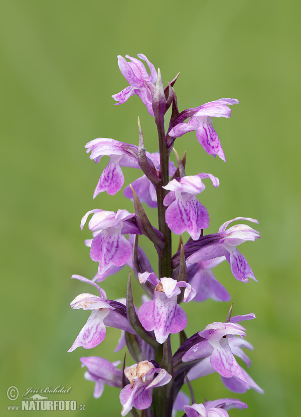 Dactylorhiza traunsteineri