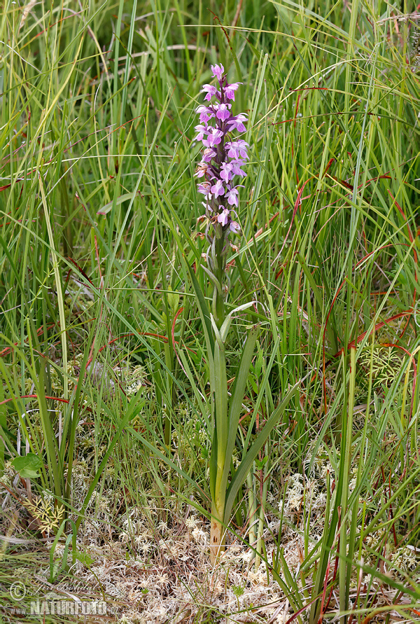 Dactylorhiza traunsteineri