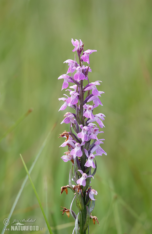 Dactylorhiza traunsteineri