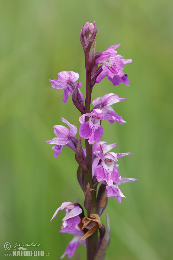Dactylorhiza traunsteineri