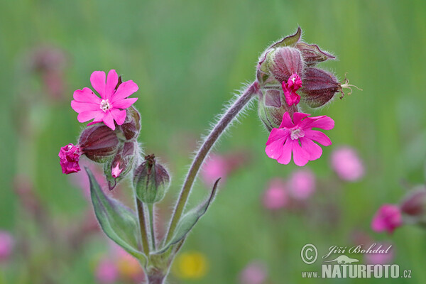 Dagkoekoeksbloem Dagkoekoeksbloem