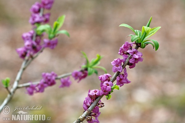 Daphne mezereum