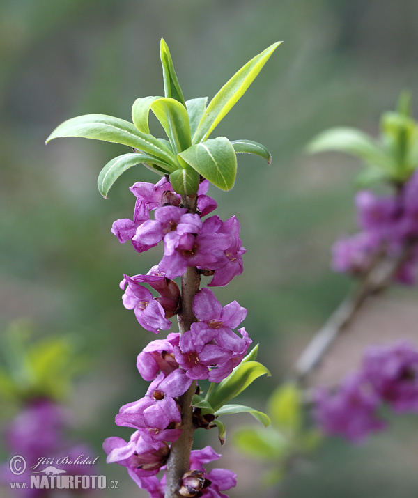 Daphne mezereum