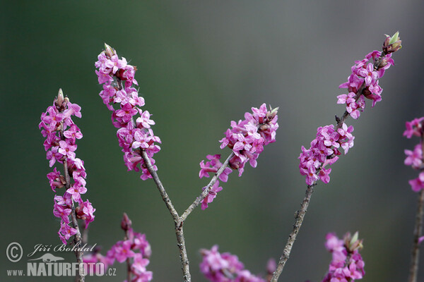 Daphne mezereum