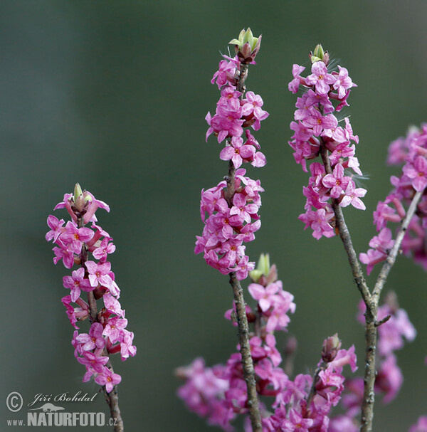 Daphne mezereum