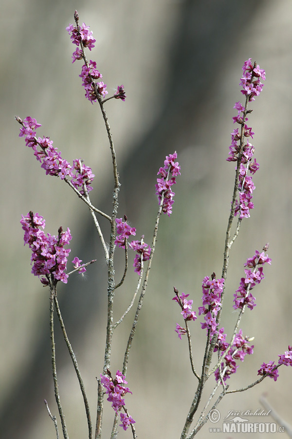 Daphne mezereum