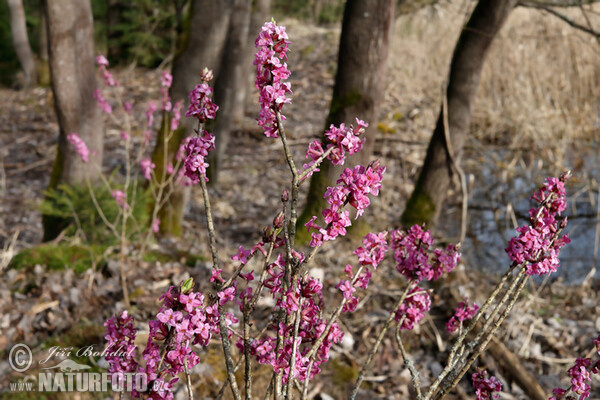 Daphne mezereum