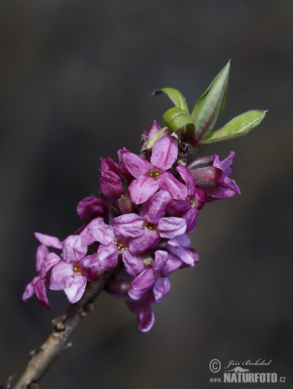 Daphne mezereum