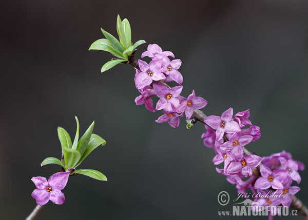 Daphne mezereum