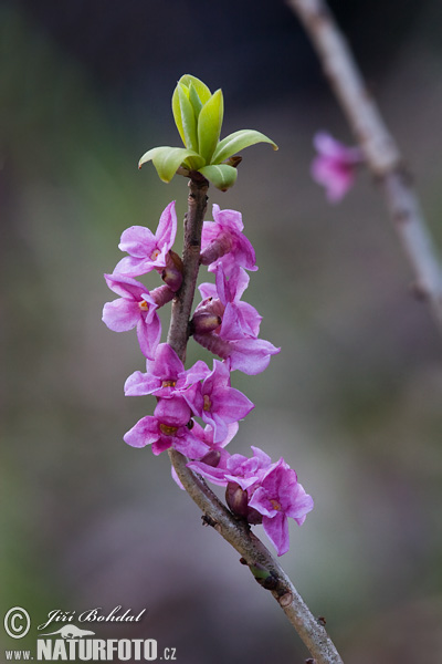 Daphne mezereum