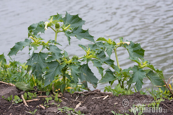 Datura stramonium