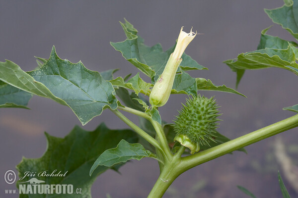 Datura stramonium