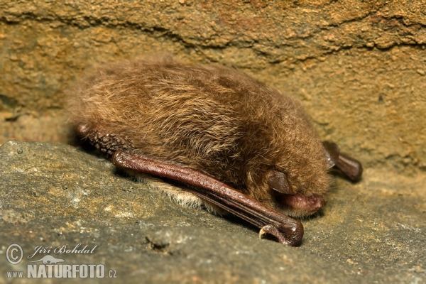 Daubenton's Bat (Myotis daubentonii)