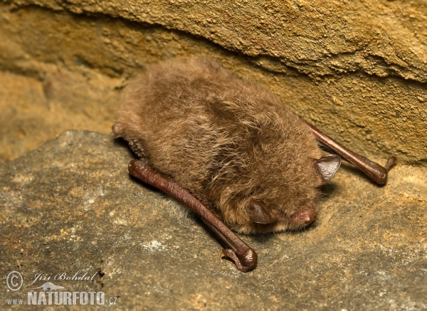 Daubenton's Bat (Myotis daubentonii)