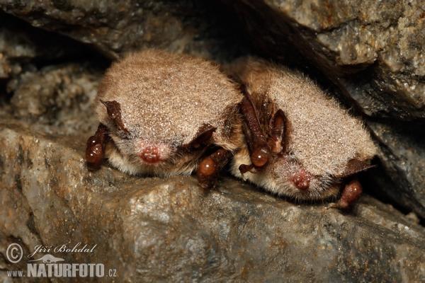 Daubenton's Bat (Myotis daubentonii)