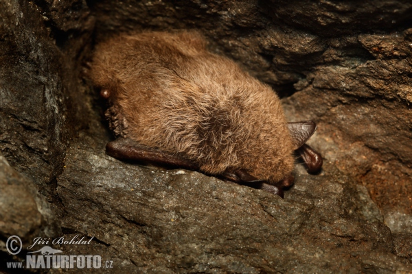 Daubenton's Bat (Myotis daubentonii)