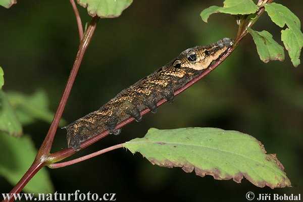 Deilephila elpenor